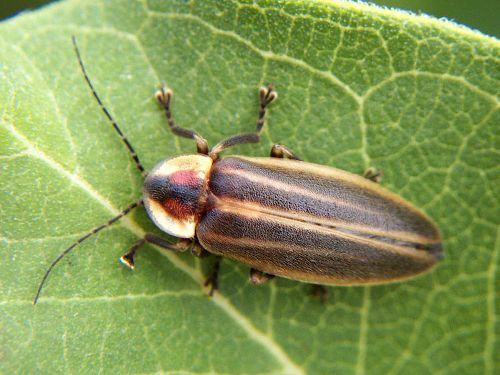 What are some facts about lightening bugs?