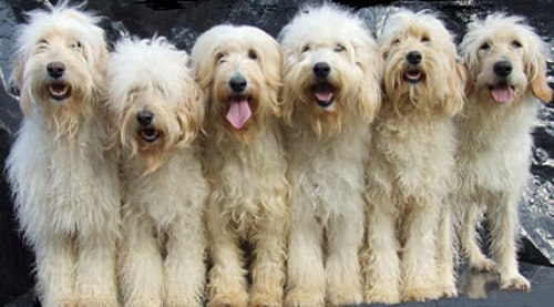 facts about labradoodles