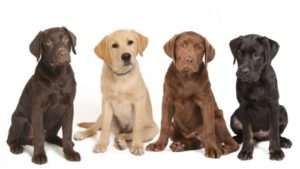 facts about labrador retrievers