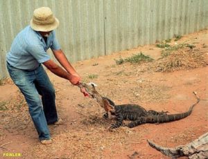 facts about lace monitors