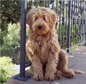 labradoodles pic