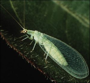 lacewings facts