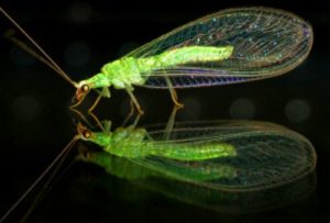 lacewings pic