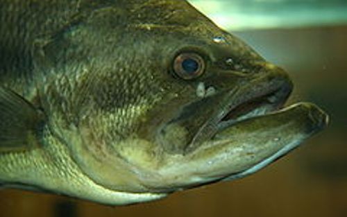 facts about largemouth bass