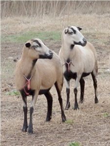 lamb