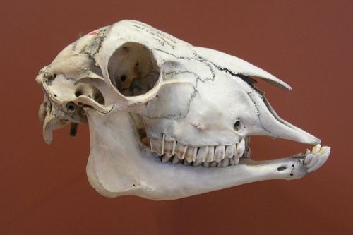 lamb skull