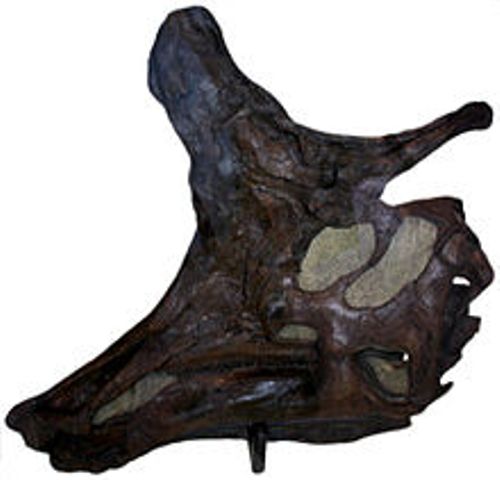 lambeosaurus skull