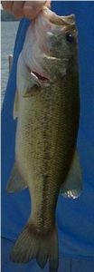 largemouth bass