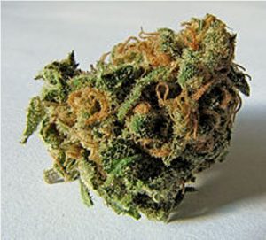 Cannabis