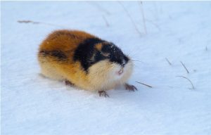 Cute Lemming