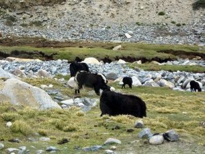 facts about ladakh
