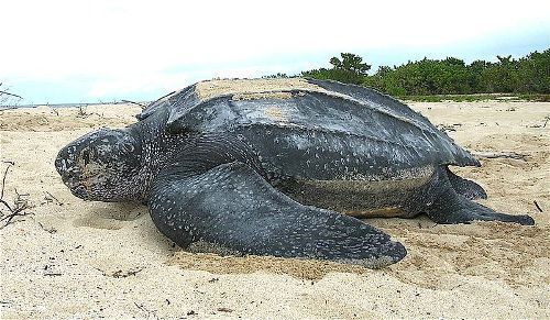 Facts about Leatherback Sea Turtles