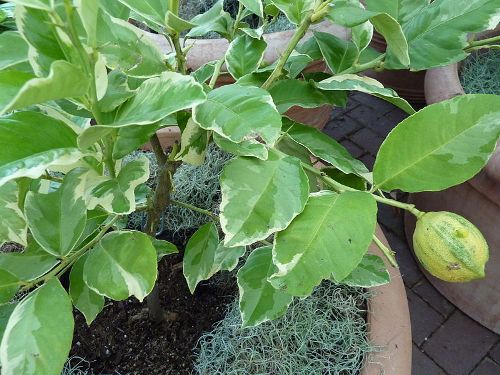 Facts about Lemon Tree