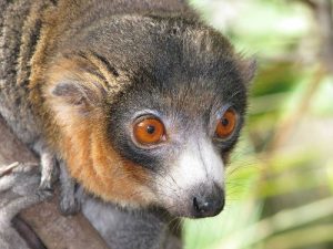 Facts about Lemurs