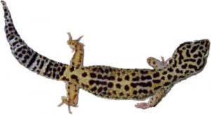 Facts about Leopard Geckos