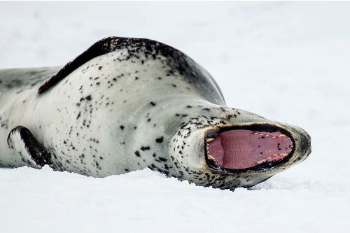 Facts about Leopard Seals