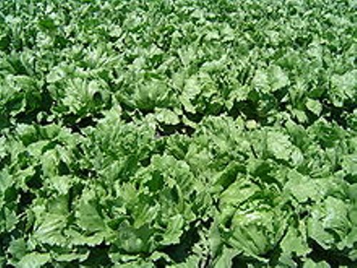Facts about Lettuce