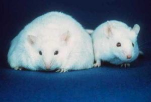 Fat mouse