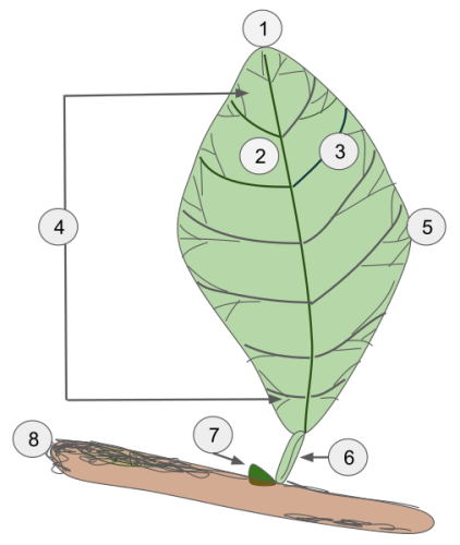 Fun Facts about Leaves