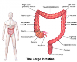 large intestine image