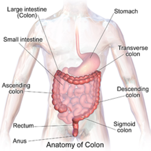 large intestine section