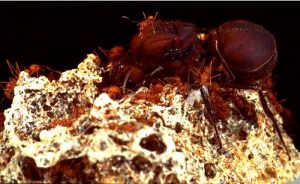 Leaf Cutter Ant