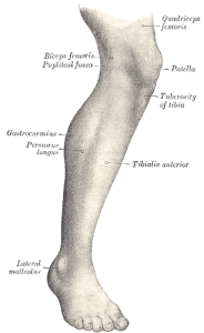 Legs