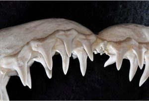 Lemon Sharks Facts
