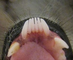 Lemurs Tooth
