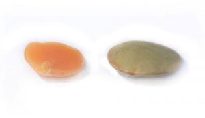Lentil Red and Brown