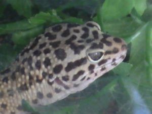 Leopard Geckos Images