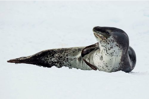 Leopard Seals