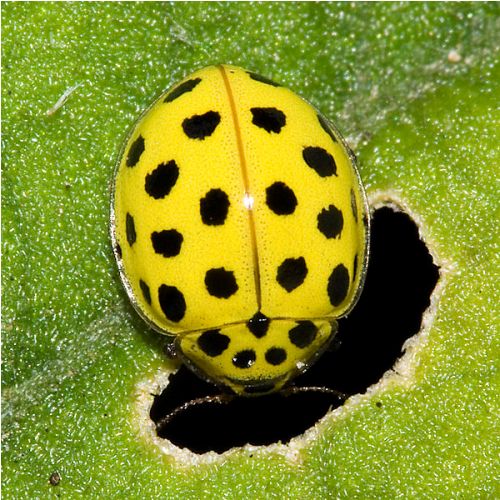 Yellow Ladybird Insect At Catherine Dorsey Blog