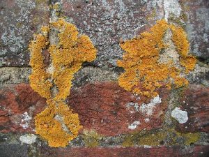 Facts about Lichen