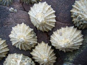 Limpets