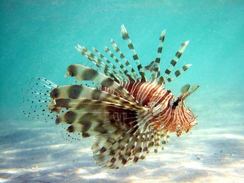 Facts about Lionfish