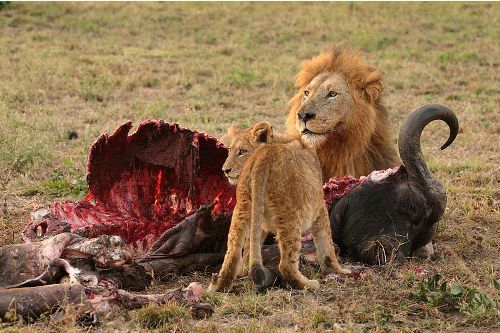 Facts about Lion's Habitat