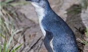 Facts about Little Blue Penguins