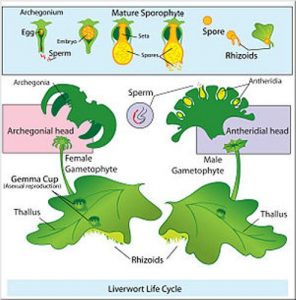 Liverworts Cycle