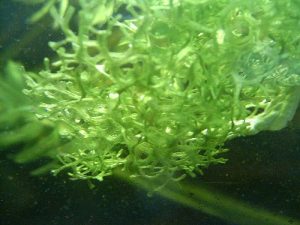 Liverworts Facts
