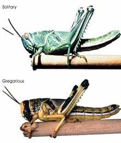 Locusts Image