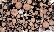 Facts about Logging