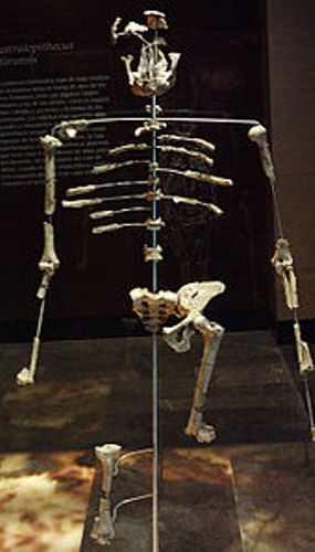 Facts about Lucy the Australopithecus