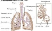 Facts about Lungs