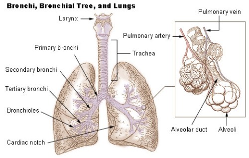 Facts about Lungs