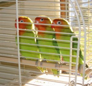 Lovebirds Pic