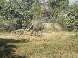 Lucknow Fauna