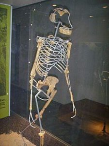 Lucy the Australopithecus Replica