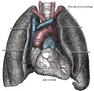 Lungs Pic