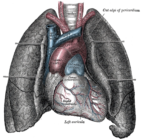 Lungs Pic